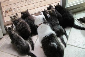 华体会平台-体育赛事数字版权保护，数字化体育赛事